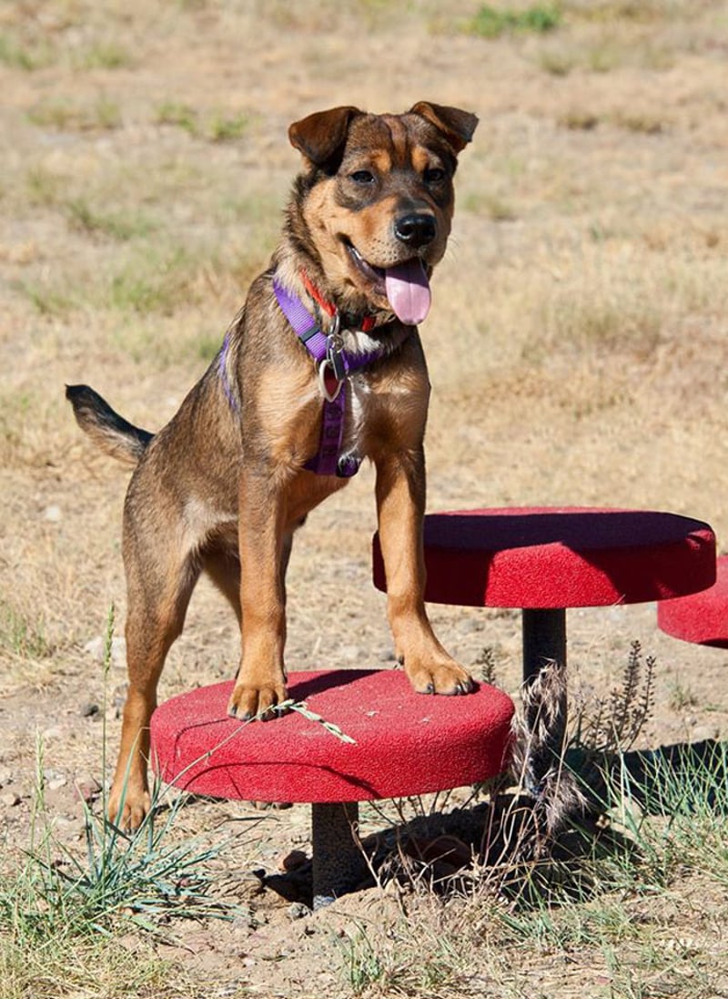 Little Dry Creek Dog Park preview 7